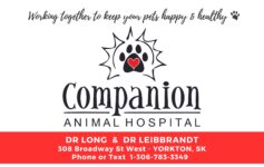 Companion Animal Hospital